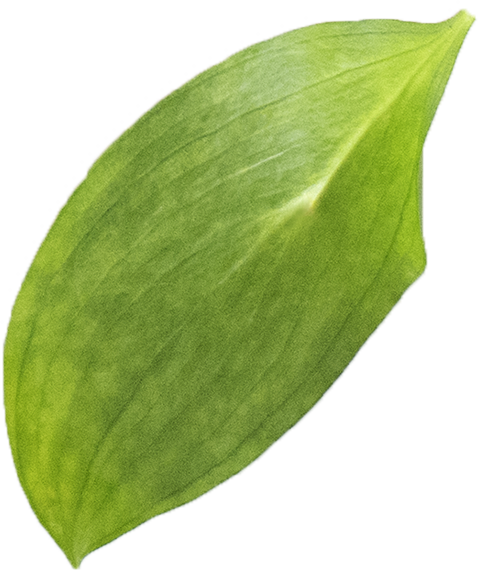 green leaves on white background 0003 calque 4 green leaves on white background 0003 calque 4