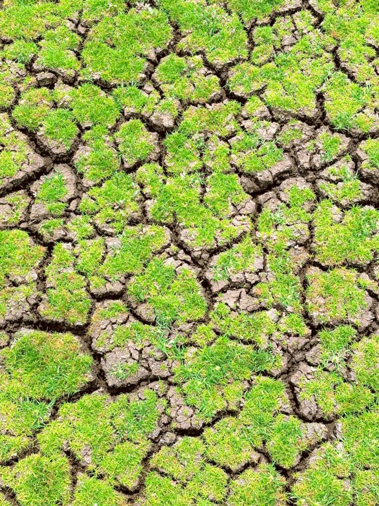 pexels peter parker 172082580 25451708 pexels peter parker 172082580 25451708